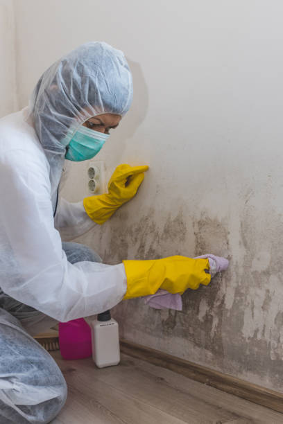 Best Crawl Space Mold Remediation  in Hackettstown, NJ